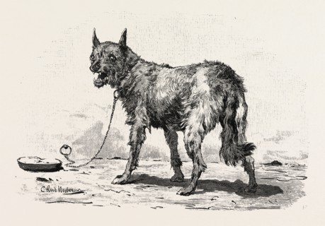 A DOG AT ERMENT. Egypt, engraving 1879