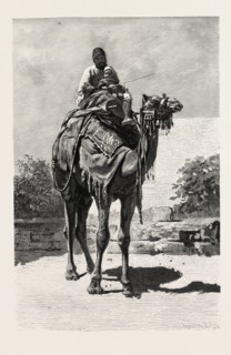 CAMEL RIDER. Egypt, engraving 1879