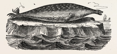 The Sea-leopard, Sea leopard