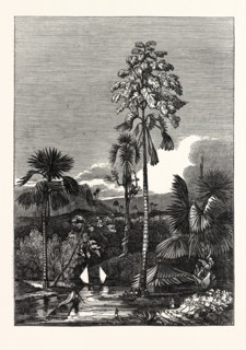 THE TALAPAT PALM