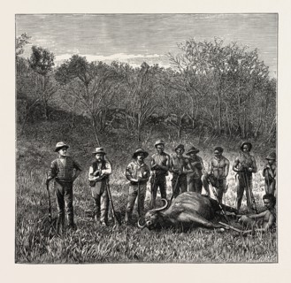BUFFALO HUNTERS IN THE TRANSVAAL, SOUTH AFRICA. Transvaal is a geographic term associated with land