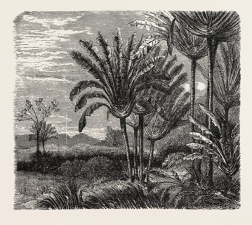 THE TRAVELLERS TREE (Urania speciosa).