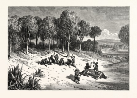 AN ORANGE GROVE IN THE SOUTH OF SPAIN