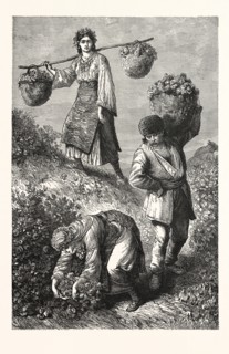 GATHERING ROSES IN ROUMELIA. Rumelia (Turkish : Rumeli; Albanian : Rumelia; Bosnian, Serbian,
