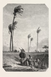 Harvest dates in Egypt, painting by Karl Girardet. engraving 1855