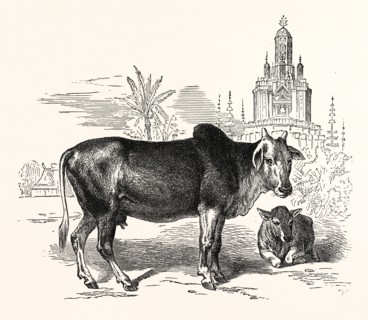 THE INDIAN ZEBU (Bos indicus). Sometimes known as humped cattle or Brahmin cattle, are a type of