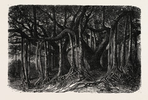 THE GREAT BANYAN, OR SACRED TREE, OF INDIA (Ficus indica). A banyan (also banian) is a fig that