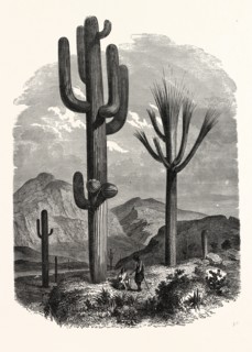THE CEREUS GIGANTEUS, OR MONUMENTAL CACTUS