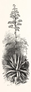 THE AMERICAN ALOE