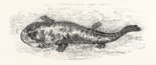 THE SALAMANDER