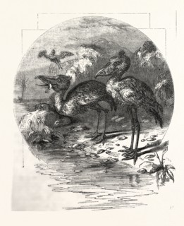 THE WHALE-HEADED STORK
