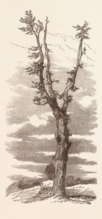 THE WELLINGTON TREE ON THE FIELD OF WATERLOO. Battle of Waterloo, a battle fought near Waterloo,
