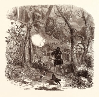 PHEASANT SHOOTING IN OCTOBER,  shotgun, hunting, wild, hunter, wildlife, bird, pheasant hunting,