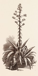 AMERICAN ALOE IN BLOOM, AT CLOYNE HOUSE, UK, britain, british, europe, united kingdom, great