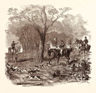 FOX HUNTING IN NOVEMBER, shotgun, hunting, wild, hunter, wildlife, bird, fox hunting, gamebird,