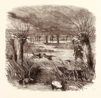 WILD DUCK SHOOTING IN DECEMBER, shotgun, hunting, wild, hunter, wildlife, bird, wild duck hunting,