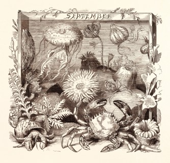 SEPTEMBER, calendar, year, month, monthly