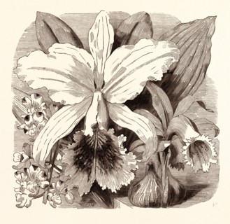JUNE. AErides quinquevulnera. Cattleya Mossiae. Coelogyne Wallichiana.