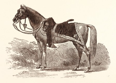 SIR CHARLES NAPIER'S FAVOURITE CHARGER, RED ROVER. Sir Charles James Napier (1782  1853), British
