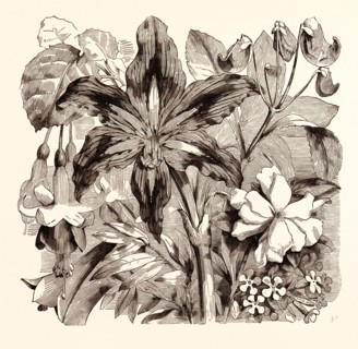 SEPTEMBER. Fuschia "Duchess of Lancaster". Philesia buxifolia. Amaryllis reticulata. Impatiens