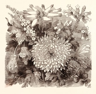 NOVEMBER. Babingtonia Camphorosma. Abutilon striatum. Erica imperialis. Chrysanthemum Sinense.