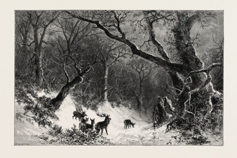 A SCANDINAVIAN FOREST IN WINTER