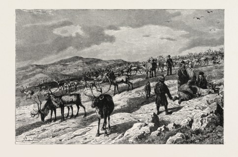 HERD OF REINDEER IN LAPLAND. LAPPLAND
