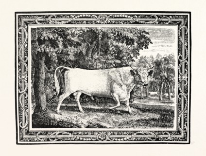 THE CHILLINGHAM BULL, FIRST STATE, UK, britain, british, europe, united kingdom, great britain,