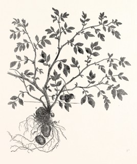 THE POTATO PLANT