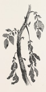 DISEASED STEM OF A POTATO PLANT, NATURAL SIZE