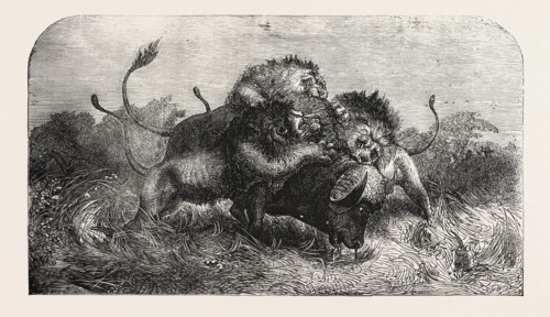 DR. LIVINGSTONE'S MISSIONARY TRAVELS AND RESEARCHERS IN SOUTH AFRICA: THREE LIONS ATTEMPTING TO