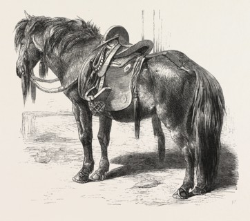 JAPANESE HORSE, 1861