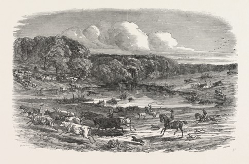 CATTLE MUSTERING IN AUSTRALIA, 1850