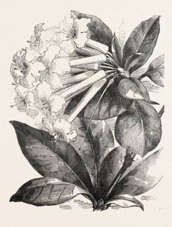 JASMINE-FLOWER RHODODENDRON