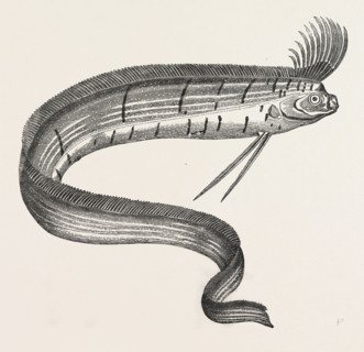 THE RARE FISH (REGALECUS GLESNE), caught off Cullercoats and exhibited for a short time at