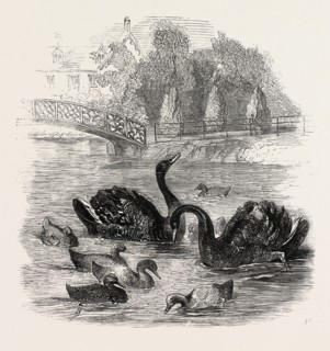 BLACK SWANS AND THEIR YOUNG, AT CULVERS, SURREY, THE SEAT OF S. GURNEY, ESQ., MP. 1859