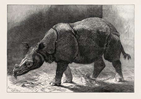 THE NEW RHINOCERUS IN THE GARDENS OF THE ZOOLOGICAL SOCIETY, 1874