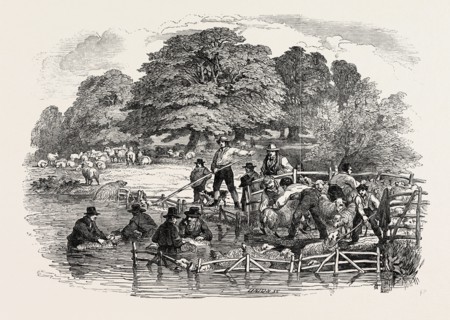 AGRICULTURAL PICTURES: SHEEP-WASHING, 1846