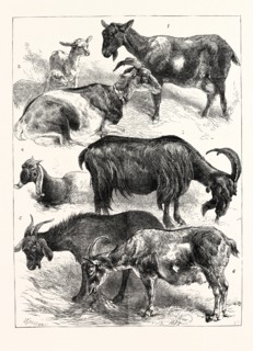 THE GOAT SHOW AT THE CRYSTAL PALACE, UK, 1883