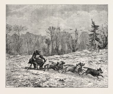 A SIBERIAN DOG SLEDGE.