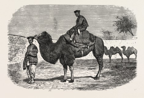 CAMELS OF THE NORTH OF CHINA