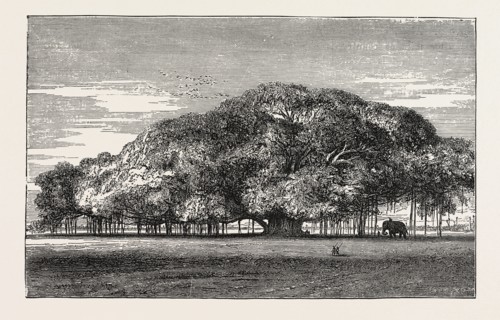 THE GREAT BANYAN TREE (FICUS INDICA) IN THE BOTANICAL GARDENS, CALCUTTA, INDIA