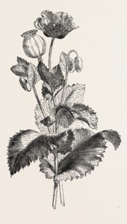 THE OPIUM POPPY (Papaver somniferum)