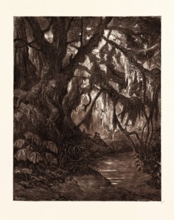 THE REST IN THE FOREST, BY GUSTAVE DORE. Gustave Dore, 1832 - 1883, French. Engraving for Atala by