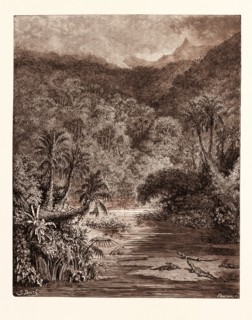 SCENERY ON THE MISSISSIPPI, BY Gustave Doré. Dore, 1832 - 1883, French. Engraving for Atala by