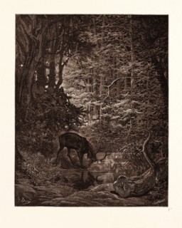 THE STAG VIEWING HIMSELF IN THE STREAM, BY GUSTAVE DORE