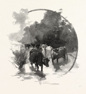 THE WATERING PLACE, CANADA, NINETEENTH CENTURY ENGRAVING