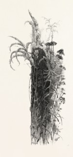 WAYSIDE FLOWERS, CANADA, NINETEENTH CENTURY ENGRAVING