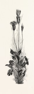 WOOD VIOLETS, AND FRINGED GENTIAN, CANADA, NINETEENTH CENTURY ENGRAVING