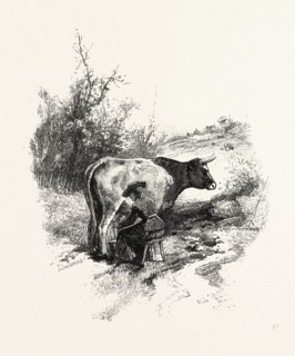 MILKING THE COW, CANADA, NINETEENTH CENTURY ENGRAVING